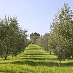Campestri Olive Oil Vicchio