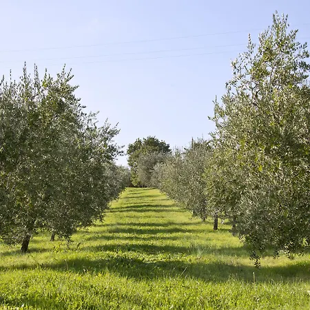 Campestri Olive Oil Vicchio
