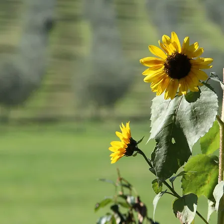 Campestri Olive Oil Ξενοδοχείο
