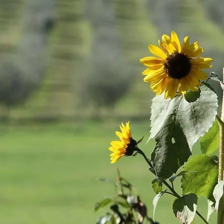 Campestri Olive Oil 4*