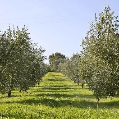 Hotel Campestri Olive Oil Vicchio
